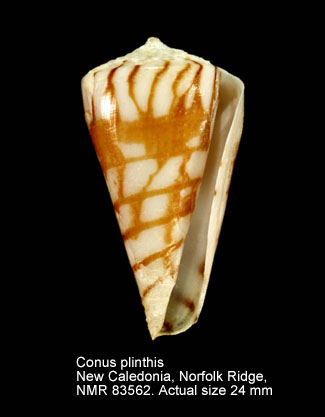 Conus plinthis (2).jpg - Conus plinthis Richard & Moolenbeek,1988